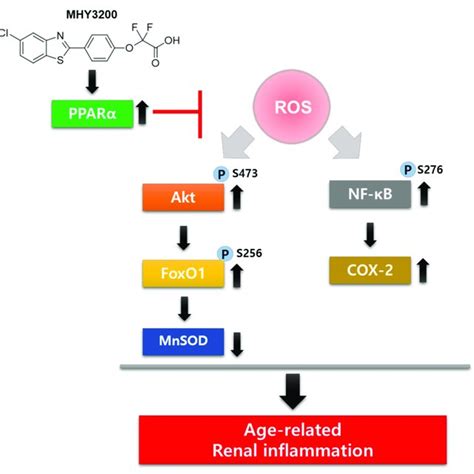 foxo1|foxo1 agonist.